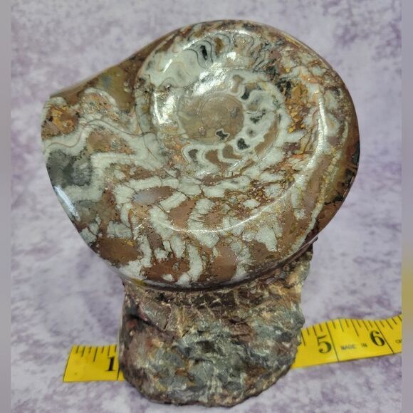 Ammonite & Goniatte Fossil Free Standing - Picture 10 of 12